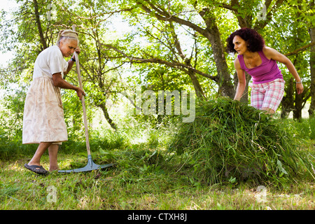 Vieille dame s'empilent tondu l'herbe comme les frais de nourriture pour animaux Banque D'Images