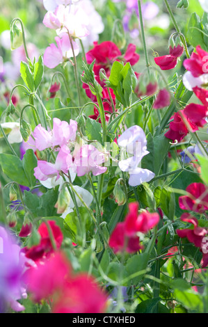 Pois colorés de fleurs dans un jardin anglais Banque D'Images