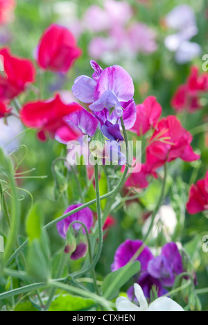 Pois colorés de fleurs dans un jardin anglais Banque D'Images