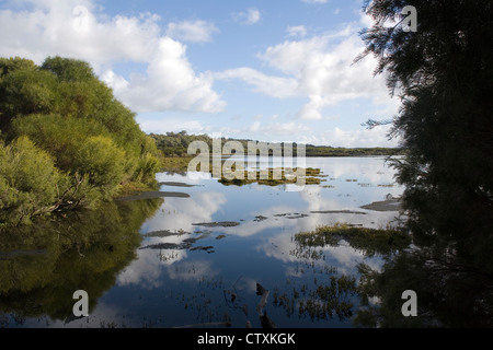 Yanchep lac infesté de mauvaises herbes, le Parc National de Yanchep, Perth. L'ouest de l'Australie. Banque D'Images