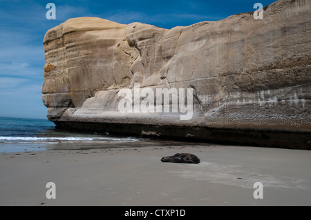 Lion de mer de Nouvelle-Zélande se détendre sur la plage de tunnel à la côte du Pacifique près de Dunedin en Nouvelle-Zélande. Neuseeländischer Seelöwe Banque D'Images