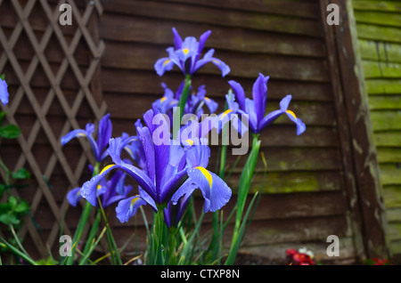 Dutch Iris beauté saphir Banque D'Images