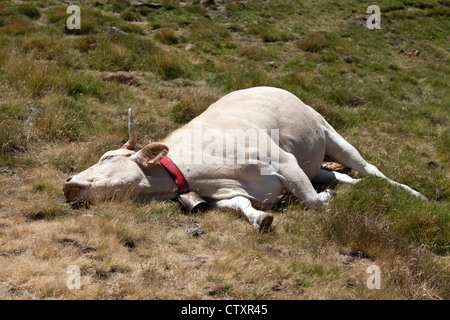 Une vache blonde d'Aquitaine au repos dans une position de détente (ouest des Pyrénées - France). Vache au repos dans une pâture. Banque D'Images