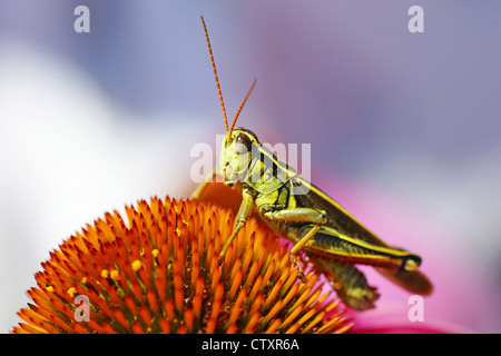 Cute red-legged grasshopper reposant sur un cône de fleur, de belles nuances de rose, violet, orange et vert, grande nature ou Banque D'Images