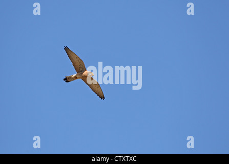 Faucon crécerellette (Falco naumanni) Banque D'Images