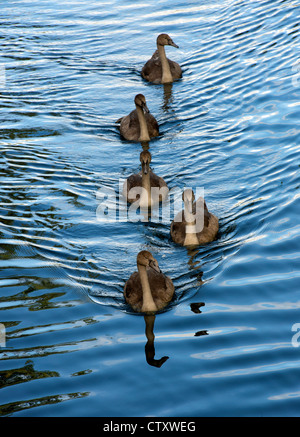 Groupe de 5 cygnets (jeunes cygnes tuberculés) nager dans la ligne vers l'appareil photo Banque D'Images