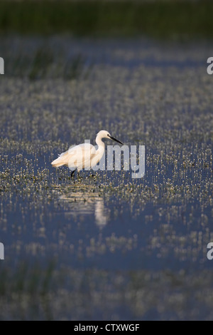 Aigrette garzette (Egretta garzetta) Banque D'Images