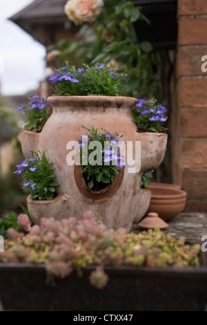 La floraison d'été annuel, Lobelia erinus 'Cambridge Blue' cultivés en récipient en argile ombre partielle la plantation, Oxfordshire, UK , Juin Banque D'Images