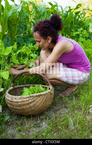 Jeune femme jardinier avec un panier dans son jardin, la cueillette du cresson Banque D'Images