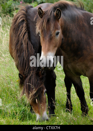 Poneys Exmoor, Devon, UK Banque D'Images