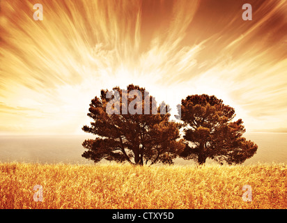 Seuls les vieux arbres, automne fond grunge, orange soleil, grand arbre de chêne sec sur champ de blé au coucher du soleil, vue de l'Afrique du Sud Banque D'Images