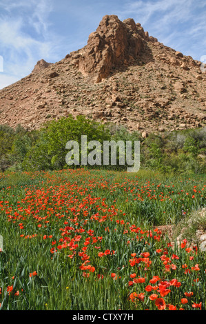 Des champs de pavot dans le sud de l'Atlas, Maroc Banque D'Images