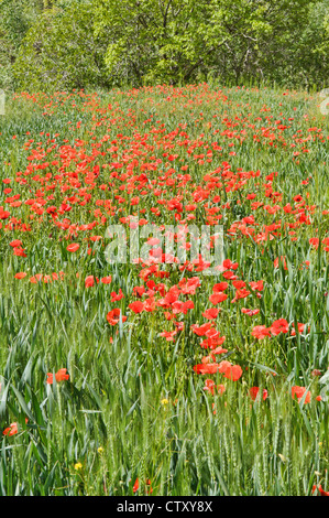 Des champs de pavot dans le sud de l'Atlas, Maroc Banque D'Images