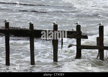 Les mouettes s'asseoir sur un vieux quai à Seaford dans l'East Sussex, Angleterre. Banque D'Images