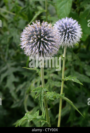 Chardon Echinops ritro Globe, 'Taplow Blue', de la famille des Astéracées. Banque D'Images