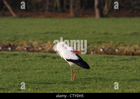 Cigogne Blanche (Ciconia ciconia) affichage/loi-claquement dans un champ, La Haye, Pays-Bas Banque D'Images