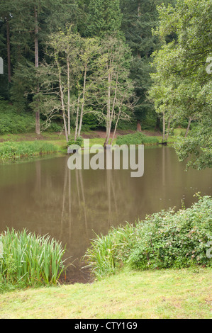 Arbres se reflétant dans l'étang de l'eau réglage de la forêt de roseaux Banque D'Images