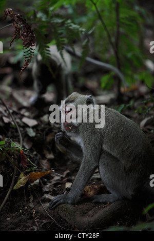 Centre de Java, en Indonésie, en Kaliurang, le Mont Merapi, Kaliurang près d'une montagne, jungle, le macaque Monkey Banque D'Images