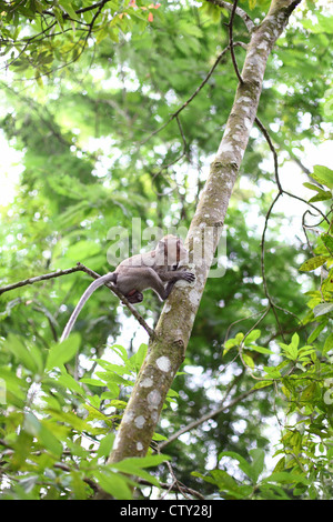 Centre de Java, en Indonésie, en Kaliurang, le Mont Merapi, Kaliurang près d'une montagne, jungle, le macaque Monkey Banque D'Images