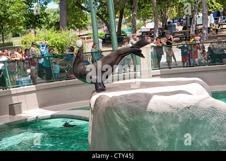 Lion de mer qui se produiront au Kansas City Zoo Banque D'Images