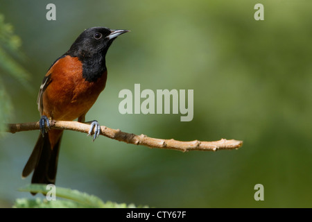 Oriole des vergers Icterus spurius South Padre Island, Texas USA BI022891 Banque D'Images