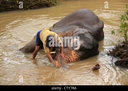 Echelle de l'homme un éléphant, Sri Lanka Banque D'Images