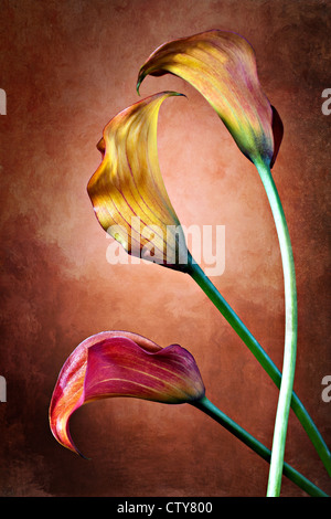 Zantedeschia aethiopica calla lily, fleur en frot de bachground rouge Banque D'Images