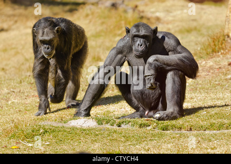 Deux chimpanzés adultes originaire d'Afrique de l'ouest et du Centre Banque D'Images
