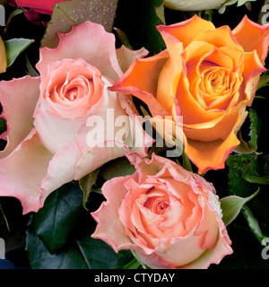 Trois roses fraîches close up Banque D'Images