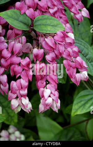 Bleeding Heart ou Bleeding Heart Vine, Clerodendron ou gloire Bower, Clerodendrum thomsonii, syn. Clerodendrum thomsoniae. Banque D'Images