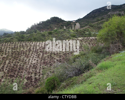Un vignoble Banque D'Images