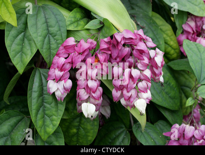 Bleeding Heart ou Bleeding Heart Vine, Clerodendron ou gloire Bower, Clerodendrum thomsonii, syn. Clerodendrum thomsoniae. Banque D'Images