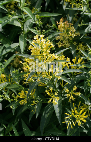 Cestrum vert ou chilienne, vert poison Berry, à feuilles de saule, Jessamine Cestrum parqui, Solanaceae. Banque D'Images