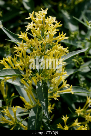 Cestrum vert ou chilienne, vert poison Berry, à feuilles de saule, Jessamine Cestrum parqui, Solanaceae. Banque D'Images