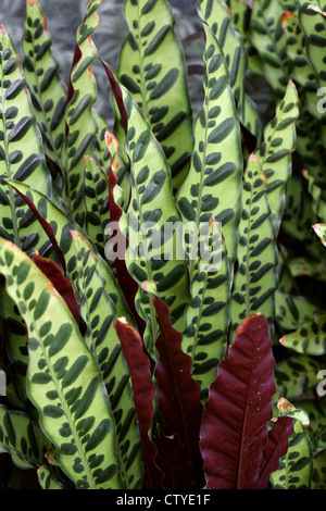 Usine de crotale, Calathea lancifolia, Marantaceae. Le Brésil, l'Amérique du Sud. Banque D'Images