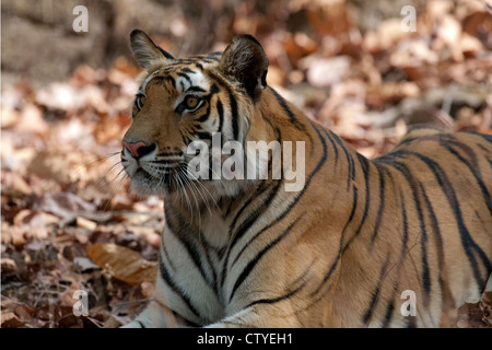 Tigre du Bengale traquant un spotted deer Banque D'Images