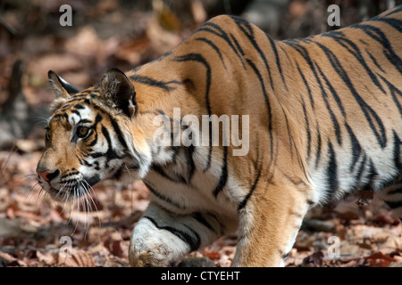 Tigre du Bengale traquant un spotted deer Banque D'Images