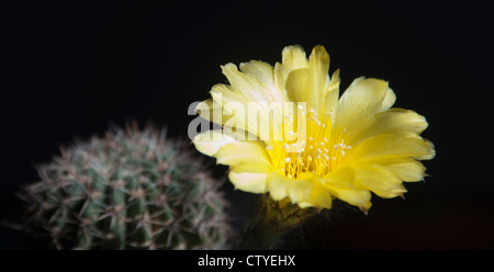 Echinopsis aureus (Pseudolobivia) flower Banque D'Images