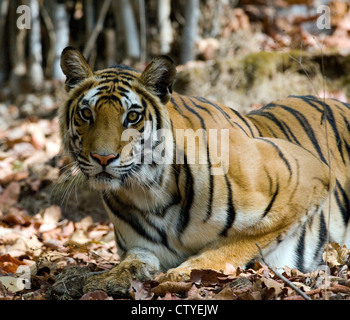 Tigre du Bengale traquant un spotted deer Banque D'Images