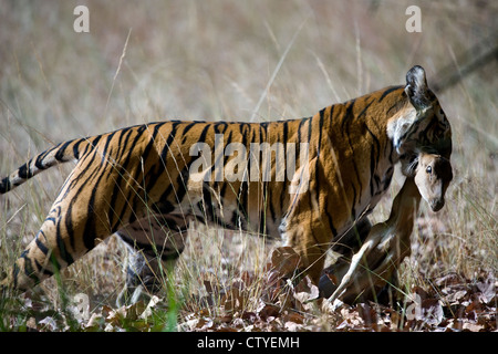 Tigre du Bengale avec les proies un cerf tacheté dans la bouche Banque D'Images