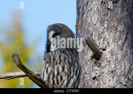 Owl Strix nebulosa assis sur une branche d'arbre Banque D'Images