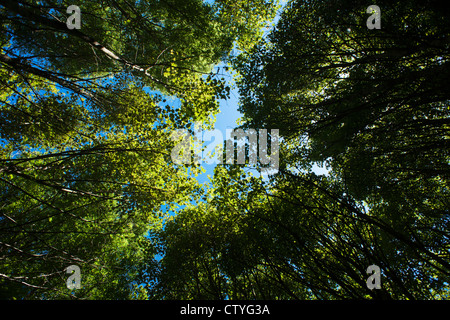 Couvert forestier sur l'île de Caldey, près de Tenby, Pembrokeshire, Pays de Galles Banque D'Images