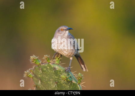 À bec courbe (Thrasher Toxostoma curvirostre) perché sur la figue, Starr County, vallée du Rio Grande du Sud, Texas, États-Unis Banque D'Images