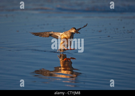 Le Canard souchet (Anas clypeata), mâle immature Bosque del Apache National Wildlife Refuge , New Mexico, USA Banque D'Images