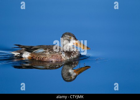 Le Canard souchet (Anas clypeata), mâle immature Bosque del Apache National Wildlife Refuge , New Mexico, USA Banque D'Images