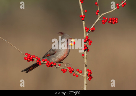 Pyrrhuloxia (Cardinalis sinuatus), homme mangeant Possum Haw houx (Ilex decidua) petits fruits, Starr County, Rio Grande Valley, Texas Banque D'Images