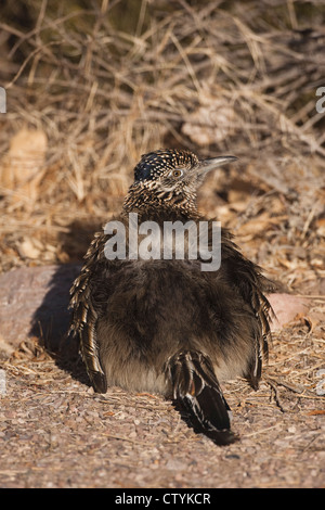 Plus de Roadrunner Geococcyx californianus) (soleil, adultes Bosque del Apache National Wildlife Refuge , New Mexico, USA Banque D'Images