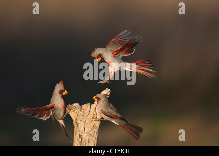 Pyrrhuloxia (Cardinalis sinuatus), les mâles se battre, Starr County, vallée du Rio Grande du Sud, Texas, États-Unis Banque D'Images