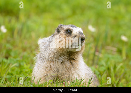 La Marmotte des Rocheuses (Marmota caligata), Northern Rockies Banque D'Images