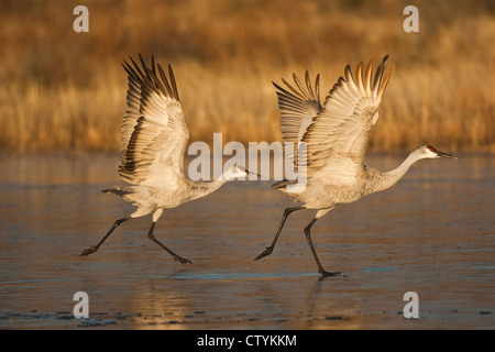 Grue du Canada (Grus canadensis) adultes prend son essor, Bosque del Apache National Wildlife Refuge , New Mexico, USA Banque D'Images